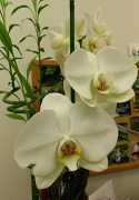 12th Mar 2012 - orchids #2