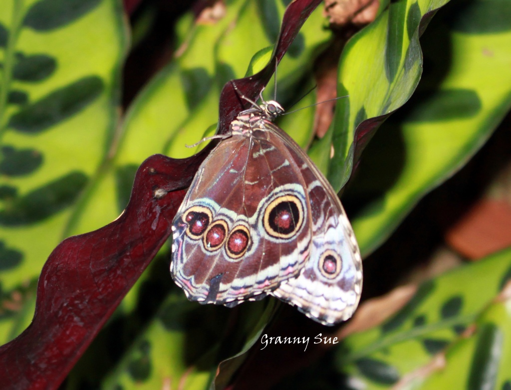 Butterfly on Brown and Green Leaf by grannysue