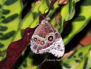 11th Mar 2012 - Butterfly on Brown and Green Leaf