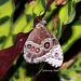 Butterfly on Brown and Green Leaf by grannysue