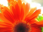 13th Mar 2012 - orange yellow sunshine