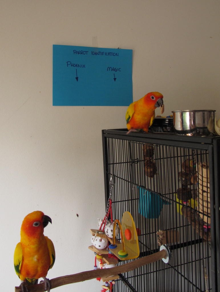 A sign - March challenge (with added parrots) by alia_801