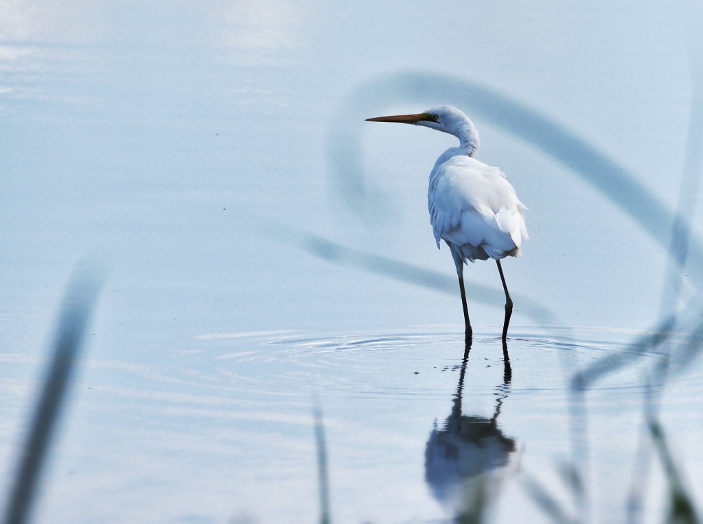 Intermediate Egret by peterdegraaff