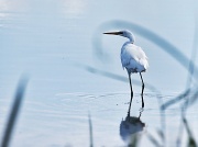 13th Mar 2012 - Intermediate Egret