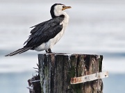 13th Mar 2012 - Little Pied Cormorant