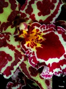 13th Mar 2012 - Orchid