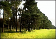 13th Mar 2012 - Pine trees 