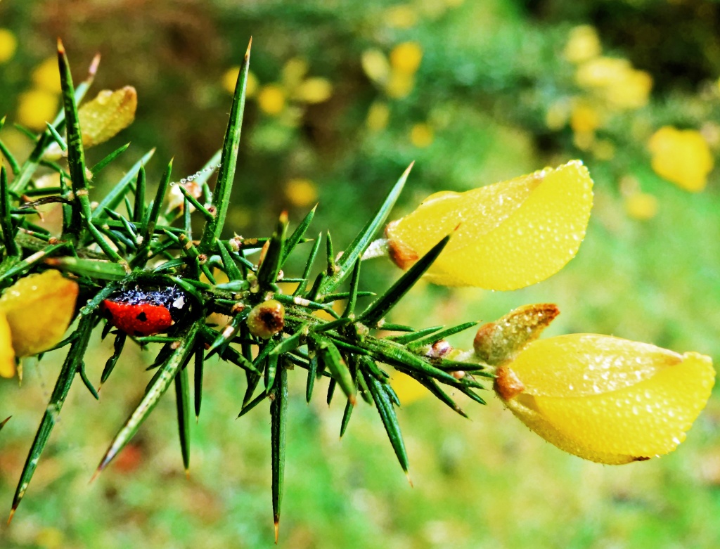dewy ladybird and gorse by jantan