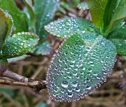 13th Mar 2012 - honeysuckle and dew drops