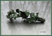 13th Mar 2012 - Lichen and Reflections