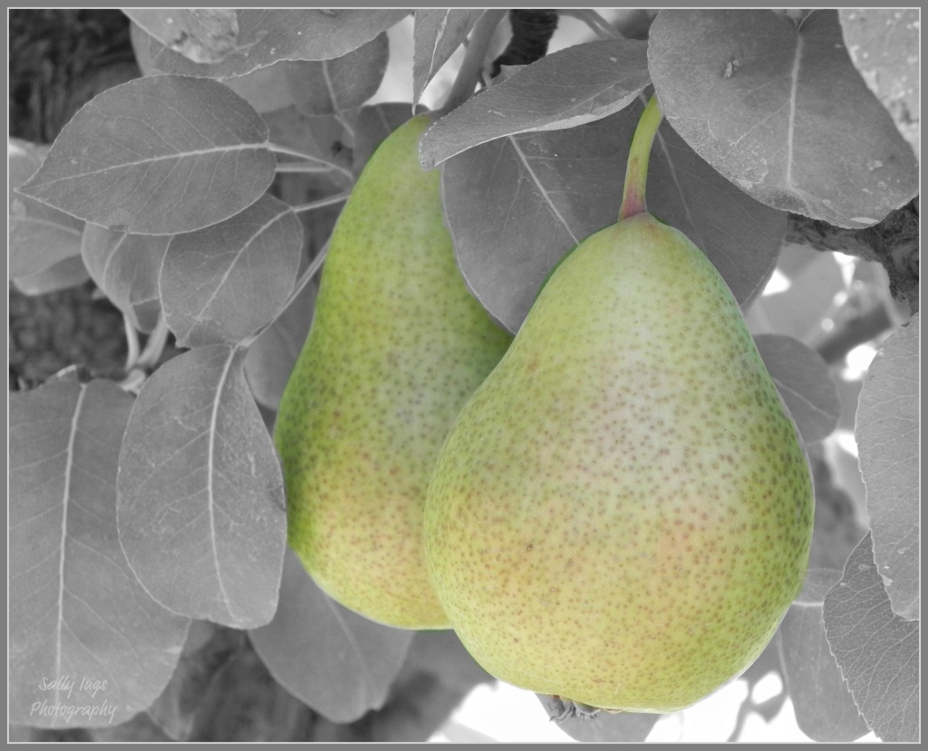 Pear Pair by salza