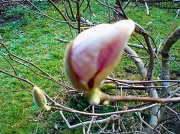 13th Mar 2012 - Magnolia bud