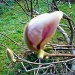 Magnolia bud by jennymdennis