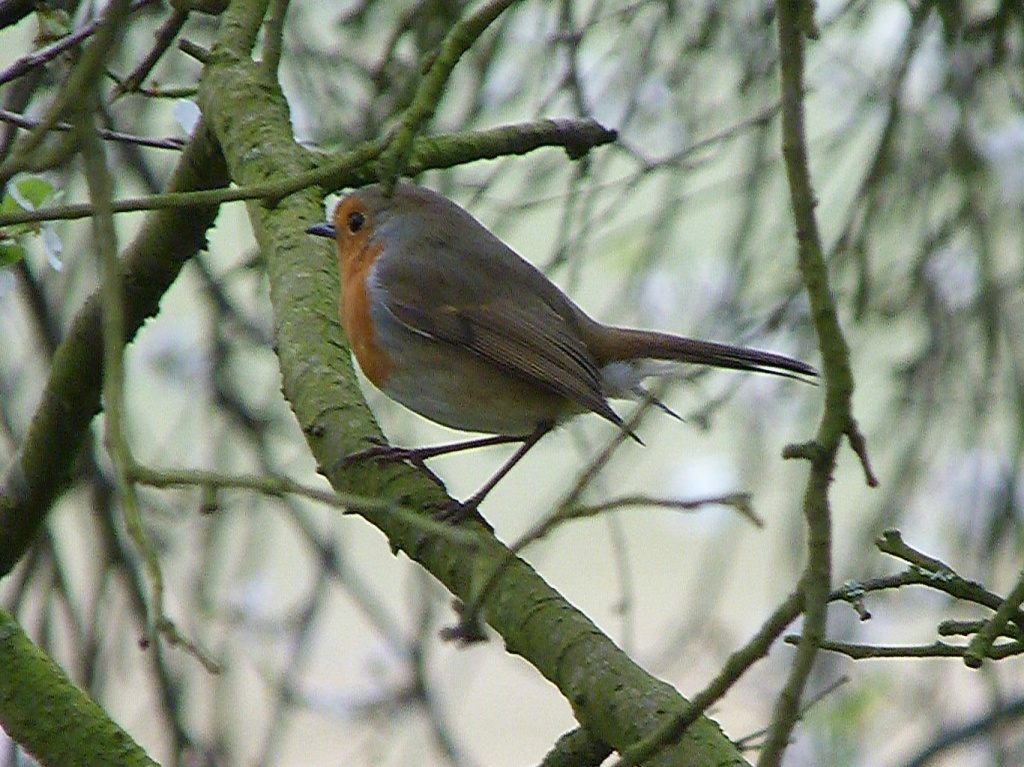 Robin by the river by rosiekind