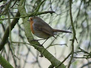 13th Mar 2012 - Robin by the river