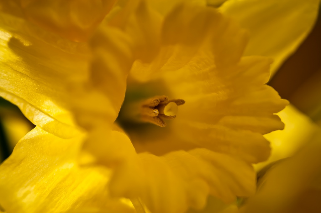 daffodil (again!) by peadar