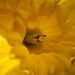 daffodil (again!) by peadar