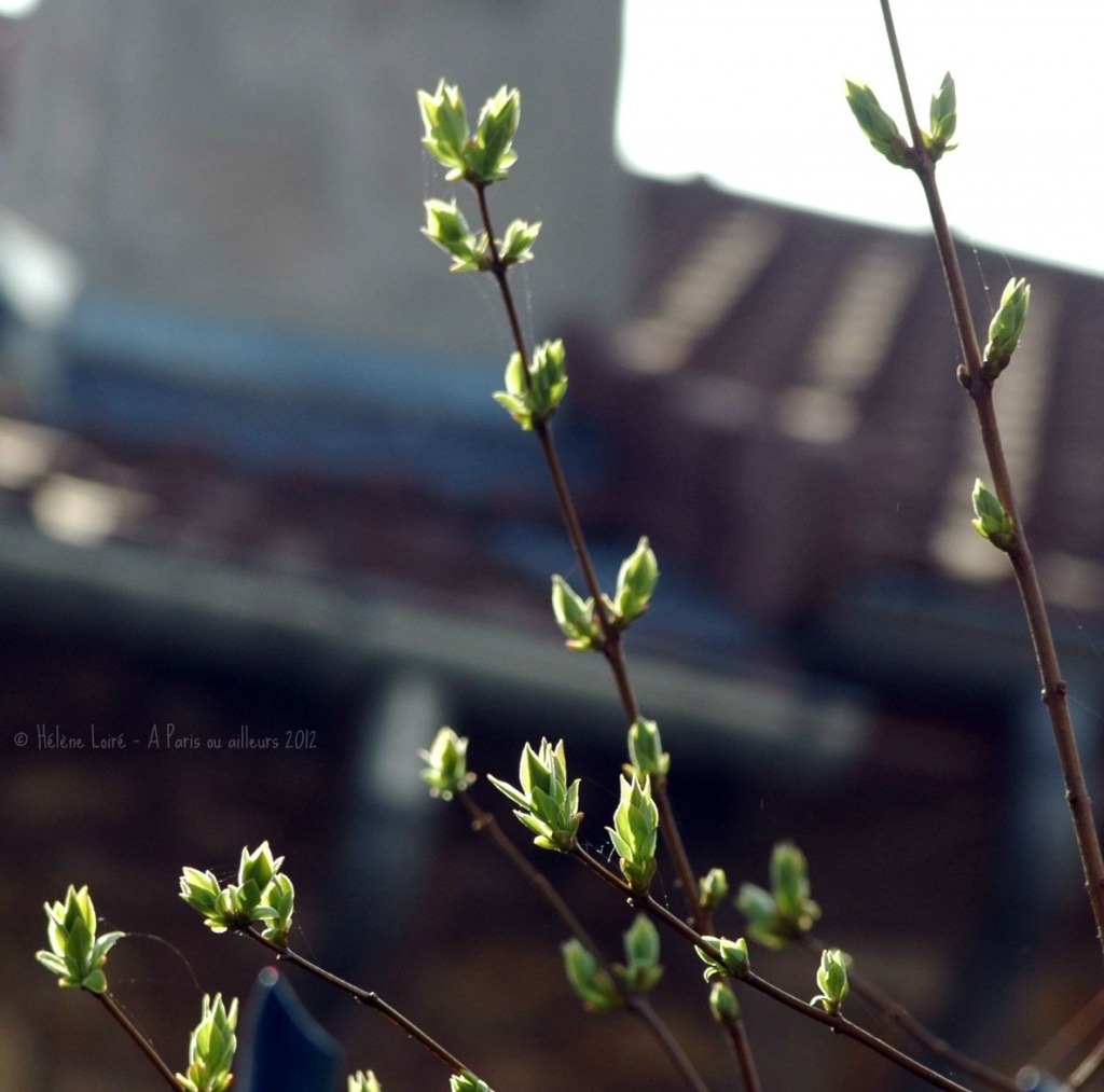 Spring is coming #2 by parisouailleurs