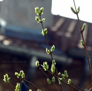 13th Mar 2012 - Spring is coming #2