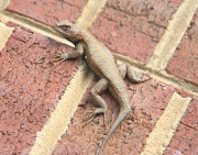 13th Mar 2012 - Lizard on Step 3.13.12