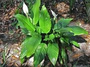 13th Mar 2012 - Budding Peace Lilly