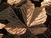 13th Mar 2012 - Leaf