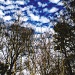 Trees and Sky from Park by hjbenson