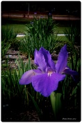 13th Mar 2012 - Holga Iris