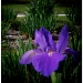 Holga Iris by eudora