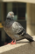 13th Mar 2012 - Pigeon.  At City Hall.  Glaring at me.  'Nuf said...