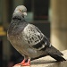 Pigeon.  At City Hall.  Glaring at me.  'Nuf said... by northy