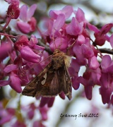 13th Mar 2012 - Moth on Redbuds