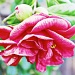 Pop Art Camellia by melinareyes