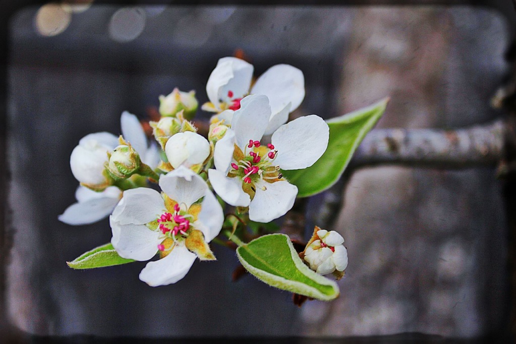 Pear Blossoms by melinareyes