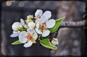 13th Mar 2012 - Pear Blossoms