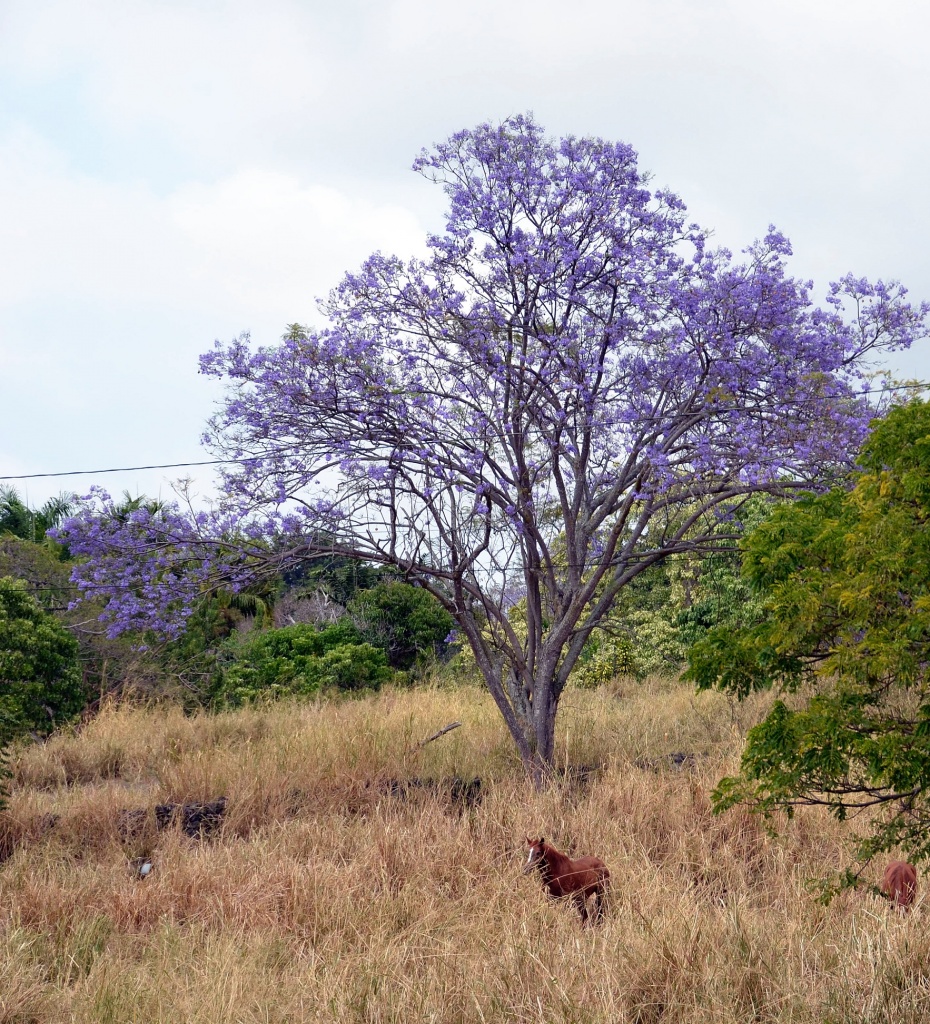 Horse Under Jacaranda Tree by jgpittenger