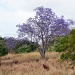 Horse Under Jacaranda Tree by jgpittenger