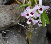 14th Mar 2012 - Orchids by the Side of the Road