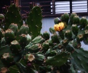 14th Mar 2012 - This is the Cactus that Prickered My Back, that Got Covered With Glue, and Became Good as New