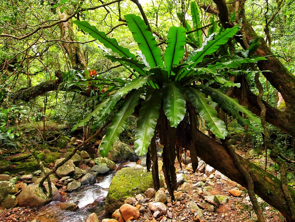 Birds Nest Fern by peterdegraaff