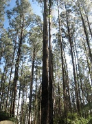 13th Mar 2012 - Forest regeneration