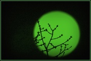 14th Mar 2012 - Irish Moon