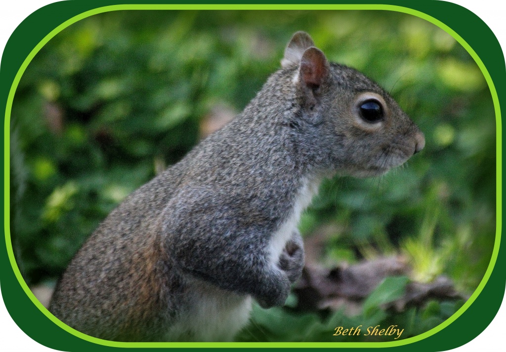 This Little Squirrel Went to Market by vernabeth
