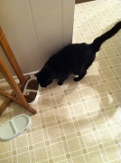 8th Mar 2012 - Catsitting