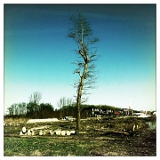 13th Mar 2012 - Dead tree survives slaughter