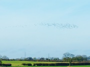 13th Mar 2012 - Starling