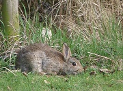 14th Mar 2012 - rabbit (silflay in the afternoon sun)