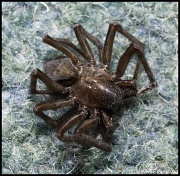 14th Mar 2012 - 14.3.12 Spider