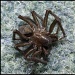 14.3.12 Spider by stoat