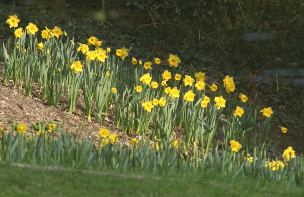 Flipping daffodils! by dulciknit